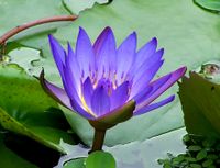 Nymphaea King of the Blues 0801.jpg
